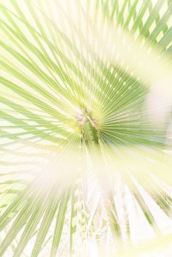 Palm detail van Anouschka Rokebrand