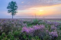 Blühende Heidepflanzen in der Heidelandschaft bei Sonnenaufgang im Sommer von Sjoerd van der Wal Fotografie Miniaturansicht