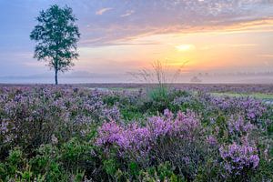Blooming Heather plants in Heathland landscape during sunrise in