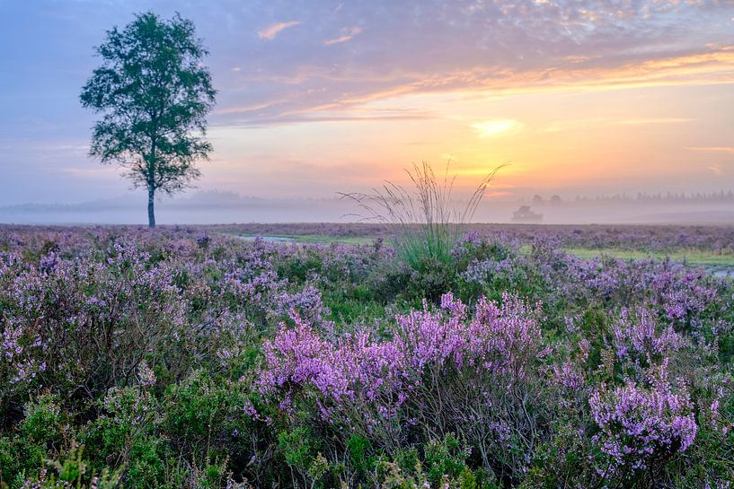 Blooming Heather plants in Heathland landscape during sunrise in by Sjoerd van der Wal