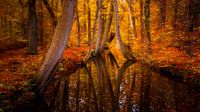 Herbst am Twickeler Kanal von Ton Drijfhamer Miniaturansicht