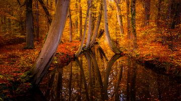 Herbst am Twickeler Kanal von Ton Drijfhamer