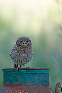 Little owl on milk churn (Athene noctua)
