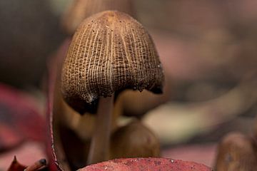 Verlaten paddenstoel in het herfstbos van Manon Moller Fotografie