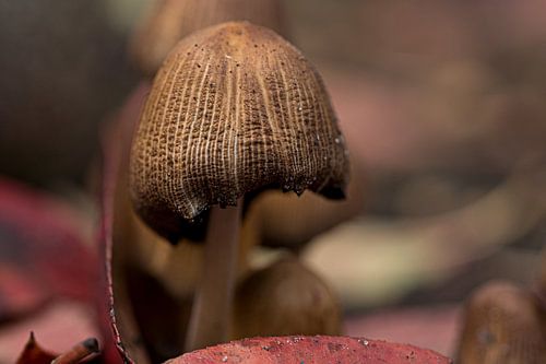 Verlaten paddenstoel in het herfstbos
