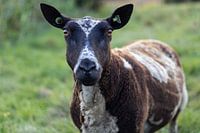 A brown, white sheep looking straight at you piercingly.