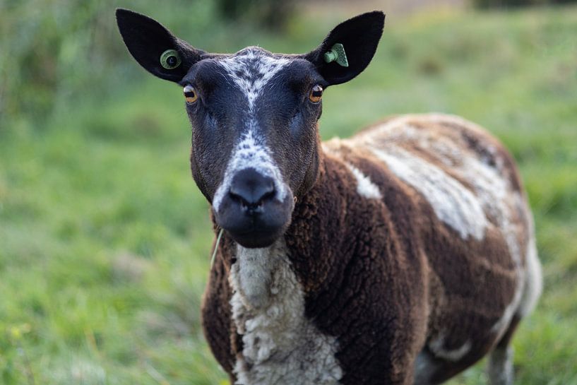 een bruin, witte schaap die recht je doordringend aankijkt. van Jessicaartjes