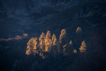 Letztes Sonnenlicht auf den goldenen Lärchen in den italienischen Dolomiten.