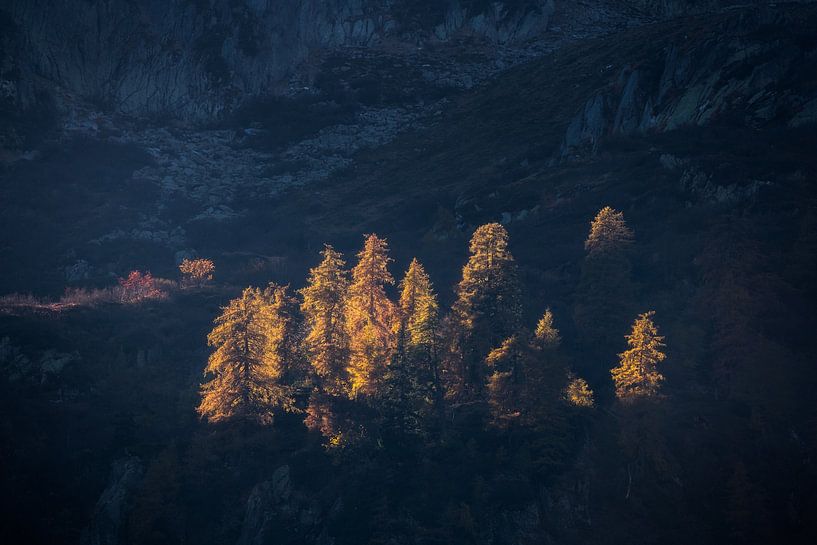 Late sunlight on the golden larch trees in the Italian Dolomites. by Jos Pannekoek