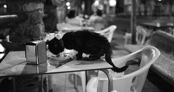 Katze in Malaga Südspanien von Rob van Dam