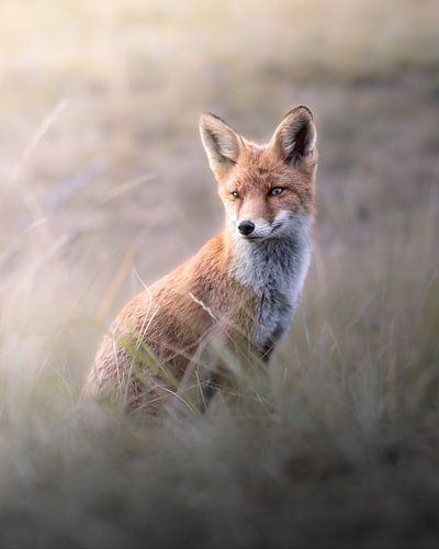 Young Fox in the Evening Light by Jorrik Espeldoorn