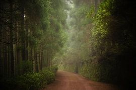 Forest path by Pieter  Debie