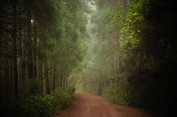 Chemin forestier sur Pieter  Debie