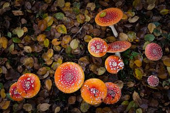 The colorfull mushrooms