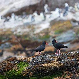 African Black Oystercatcher by Jolene van den Berg