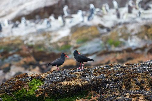 African Black Oystercatcher