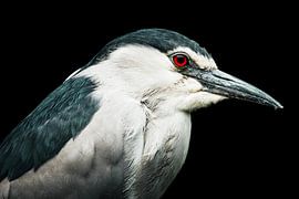 Black-crowned Night Heron Portret van Teun Dirks