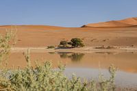 Reflections in the desert | Sossusvlei, Namibia