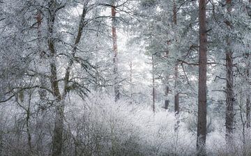 Bomen in de winter vorst van Tobias Luxberg