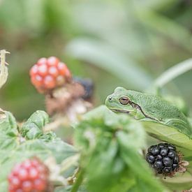 Boomkikker (kleine kikker) in de natuurlijke omgeving met braambessen. van Nicky Depypere