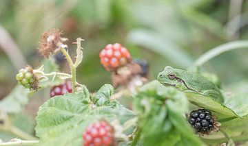 Boomkikker (kleine kikker) in de natuurlijke omgeving met braambessen. van Nicky Depypere