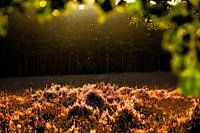 The sun dance