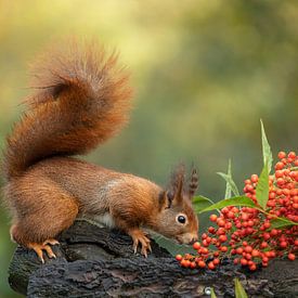 Eichhörnchen von Marian van der Kallen Fotografie