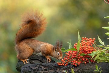 Squirrel by Marian van der Kallen Fotografie