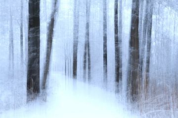 Pad door het Winterbos van Judith Versteegh