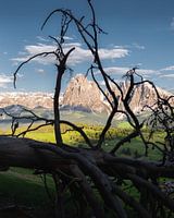 Light in the valley