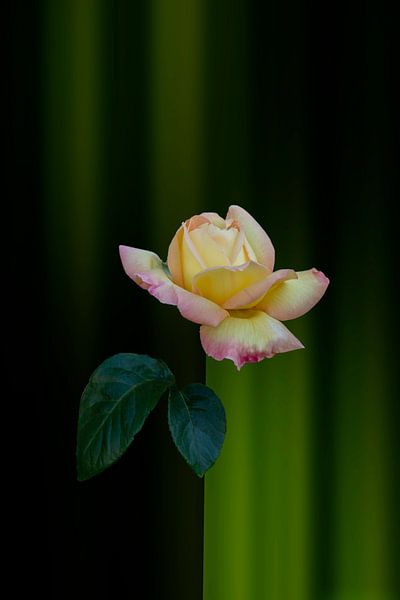 gelbe rote Rose mit Fantasie Hintergrund grün von Ribbi