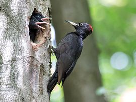 Black Woodpecker by Marcel van Os