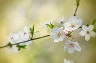 Photo of Delicate White Blossoms in Bloom by Joriali photography and paintings thumbnail
