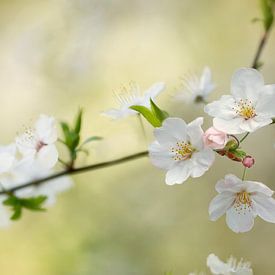 Photo of Delicate White Blossoms in Bloom by Joriali photography and paintings