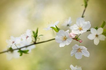 Foto von zarten weißen Blüten in Blüte von Joriali Fotografie und Gemälde