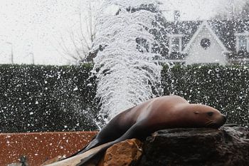 Kalifornischer Seelöwe auf einem Felsen