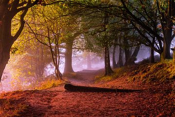 Met bomen omzoomde herfst gekleurde promenade in Posbank, Nationaal Park Veluwezoom van Gea Gaetani d'Aragona