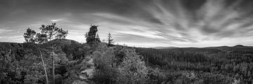 Coucher de soleil dans la forêt du Palatinat en noir et blanc. sur Manfred Voss, Schwarz-weiss Fotografie