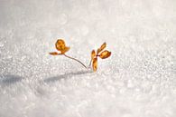 Der Winter ist der Frühling des Genies von Gitta Reiszner Miniaturansicht