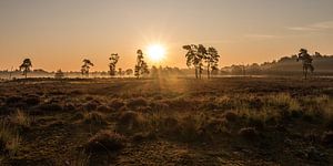 Parc national De Loonse en Drunense Duinen - 1