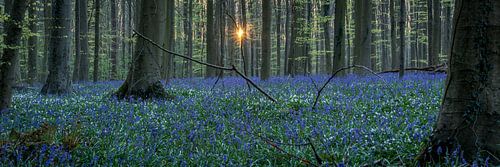 Zonsopkomst Hallerbos