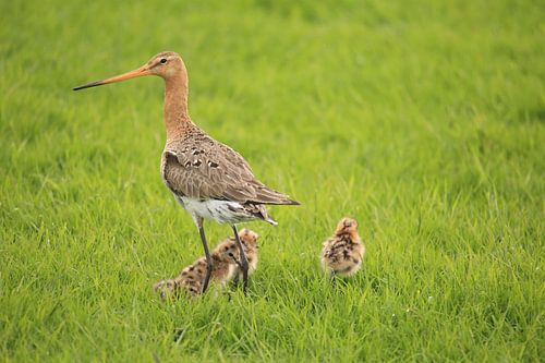 Grutto met jong (Nationale vogel)