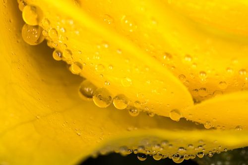 Yellow drops