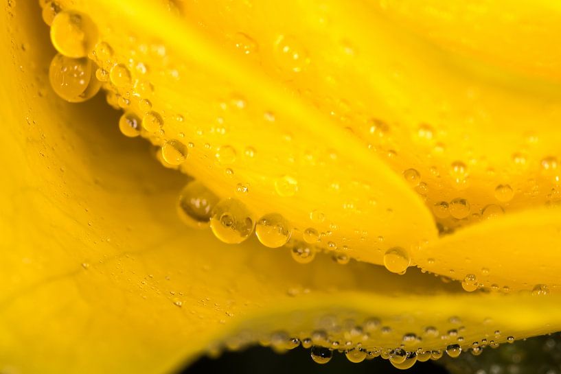 Yellow drops von Nildo Scoop