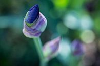 Iris Blue by Carolin Cohrs thumbnail