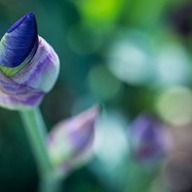 Iris Blauw van Carolin Cohrs