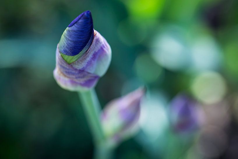 Iris Blue by Carolin Cohrs