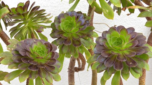Succulentes en gros plan