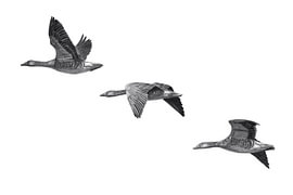 Wild Geese von Marthe van Rosmalen