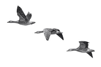 Wild Geese
